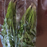 帶根香菜100g 曬單實(shí)拍圖