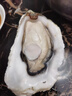 貝司令 鮮活乳山生蠔6XL 凈重4.5斤 6-8只 生鮮海鮮貝類 源頭直發(fā) 曬單實(shí)拍圖