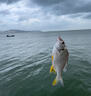 達億瓦（DAIWA）25新款深海船釣快抽鐵板竿海釣桿章紅金槍魚(yú)竿近海泛用竿十大品牌 1.63m 54B-4（1.63m獨節槍柄） 曬單實(shí)拍圖