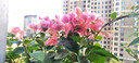 三角梅盆栽四季開花陽(yáng)臺(tái)爬藤綠植盆栽大苗多色花卉庭院盆景帶盆花 阿達(dá)娜(高約40-50厘米)帶花帶盆 曬單實(shí)拍圖