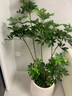 鴨腳木懶人綠植客廳大型盆栽落地室內好養辦公室花卉盆栽高級感 鴨腳木1.2-1.4m 白色聚寶樹(shù)脂盆 曬單實(shí)拍圖
