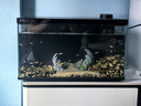 當貝智能生態(tài)魚(yú)缸1Ultra 一體缸自循環(huán)雙過(guò)濾AI托養懶人家用桌面魚(yú)缸 曬單實(shí)拍圖