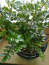 清香木盆栽驅蚊蟲(chóng)清香胡椒木盆栽防蚊室內綠植外四季好養凈化空氣 （5年苗）20-30cm+加侖盆 曬單實(shí)拍圖