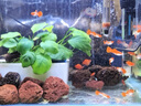 颯望德國魚(yú)鹽凈水殺菌粗鹽觀(guān)賞魚(yú)專(zhuān)用錦鯉水族魚(yú)缸硝化菌消毒萬(wàn)能水劑 五斤【桶裝】錦鯉冷水魚(yú)【藍色殺菌鹽】 曬單實(shí)拍圖