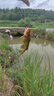 佳釣尼（JIADIAONI）伏魔釣魚(yú)傘遮陽(yáng)傘萬(wàn)向防雨防紫外線(xiàn)防曬防風(fēng)釣傘加厚加固戶(hù)外雨傘 2.4米 伏魔直桿傘新升級UPF2000+ 防暴雨抗大風(fēng) 曬單實(shí)拍圖