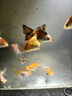 神陽(yáng)賽級金魚(yú)飼料增色蘭壽泰獅觀(guān)賞金魚(yú)獅子頭魚(yú)食錦鯉魚(yú)糧小粒飼料 艷紅蘭壽450g 特小粒 袋裝（下沉） 曬單實(shí)拍圖