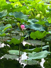 EIN國(guó)畫(huà)百花集 EIN言藝術(shù)感美拉藍(lán)線描印花抽褶法式連衣裙秋新款 墨藍(lán) L 曬單實(shí)拍圖