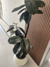 臨雅特級橡皮樹(shù)黑金剛大盆栽造型客廳室內大型綠植好養活落地四季植物 【旗艦款】雙飄枝橡皮樹(shù)1.6-1.7m+米白圓球盆 曬單實(shí)拍圖