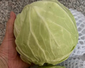 新鮮甘藍包菜卷心菜新鮮嫩綠蓮花白現摘現發(fā)早餐減脂 新鮮包菜 1.5-2斤 人工挑揀 曬單實拍圖