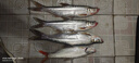 達億瓦（DAIWA）路亞竿全套魚(yú)竿MaRauder單竿水滴輪紡車(chē)輪套裝碳素槍柄路亞桿拋竿 直柄2.14米（702MFS中等調)+達億瓦紡車(chē)輪 路亞竿 曬單實(shí)拍圖