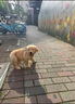 寵邁鑫純種金毛幼犬沙灘金大骨架淺色金毛活物雙血統高智商導盲犬寵物狗 血統級 金毛 公 曬單實(shí)拍圖