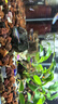 黑蓮燈魚(yú)黑燈管小型觀(guān)賞魚(yú)草缸黑燈活體淡水群游黑蓮燈魚(yú)霓虹燈魚(yú) 紅綠燈2-3厘米10條含備損3條 曬單實(shí)拍圖