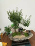 小葉赤楠盆景造型室內綠植盆栽老樁客廳辦公客廳桌面擺件植物 靜山（大號）迎客松造型小葉赤楠 曬單實(shí)拍圖