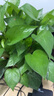 雙盟 綠蘿盆栽除甲醛花卉綠植辦公室新房?jī)艋諝?10款10盆裝源頭直發(fā) 曬單實(shí)拍圖
