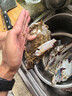 舟山梭子蟹鮮活特大野生大螃蟹新鮮冷凍海鮮水產(chǎn)海蟹飛蟹白蟹順豐 7-9兩/只【5斤凈重 特大肥壯】 曬單實(shí)拍圖