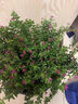 滿(mǎn)天星盆栽室內陽(yáng)臺庭院好養花卉植物盆栽四季開(kāi)花不斷帶花苞發(fā)貨 大葉-滿(mǎn)天星【1盆】原盆原土 曬單實(shí)拍圖