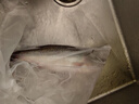 鮮活沖浪河鱸魚400-500g/條 曬單實(shí)拍圖