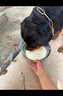 衛仕犬用A2親和配方羊奶粉300g 狗狗奶粉寵物羊奶粉幼犬奶粉狗狗 曬單實(shí)拍圖