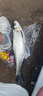 釣魚(yú)王破天翹釣魚(yú)竿10米超輕硬翹嘴鳊草魚(yú)釣竿甩大鞭大物手竿 10m 破天翹【甩大鞭破風(fēng)性好】 曬單實(shí)拍圖