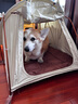 牧高笛（MOBIGARDEN）Line Friends合作款 戶(hù)外露營(yíng)小型犬寵物帳篷 布朗熊米白 曬單實(shí)拍圖