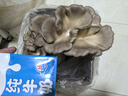 菇婆婆平菇蘑菇種植菌包菌棒盆栽食用菌種家庭趣味栽培陽(yáng)臺采新鮮的蘑菇 灰平菇【出口級-4袋裝】 袋裝 曬單實(shí)拍圖