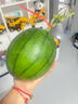 京覓山東頭茬2K糖丸小吊瓜西瓜 水果 凈重2-3斤 1個(gè)裝 源頭直發(fā) 包郵 曬單實(shí)拍圖