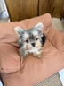 約克夏幼犬茶杯犬純種小體寵物狗金頭銀背金色約克夏小型犬雙血統 血統級 公 曬單實(shí)拍圖