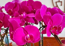 Only you【兩小時(shí)達】蝴蝶蘭帶花苞花劍花盆真花蘭花盆栽開(kāi)業(yè)教師節禮物 10株紫色（瓷盆隨機） 曬單實(shí)拍圖