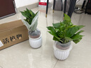 【綠蘿盆栽帶精致南瓜儲(chǔ)水盆】吸甲醛凈化空氣水培綠植物花卉好養(yǎng) 【爆款2盆】綠蘿+白色南瓜盆自吸水 整體含盆高度20-25cm 曬單實(shí)拍圖