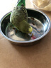 開(kāi)元面包蟲(chóng)干八哥鸚鵡鳥(niǎo)食飼料鷯哥零食蘆丁雞倉鼠零食龜糧食金絲熊 曬單實(shí)拍圖