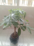 植男植女發(fā)財樹(shù)大型盆栽客廳室內真綠植辦公室開(kāi)業(yè)送禮獨桿招財樹(shù)源頭直發(fā) 曬單實(shí)拍圖