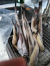 禧美海產(chǎn) 阿拉斯加狹鱈魚(yú)凈重4斤 去頭去臟整條 6-10條裝 深海鱈魚(yú)明太魚(yú) 曬單實(shí)拍圖