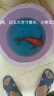 獅子頭貴妃臺灣純種短身球體蝴蝶鯉魚錦鯉耐寒淡水冷水觀賞魚苗 23-25厘米1條中國紅球體蝴蝶鯉 曬單實(shí)拍圖