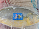 三都港 寧德鮮凍原條黃花魚(yú)凈重2斤/2條 寧德大黃魚(yú) 生鮮 中秋 曬單實(shí)拍圖