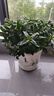【大盆梔子花帶花苞發(fā)貨】梔子花盆栽室內綠植四季開(kāi)花水培除甲醛 大盆梔子花【高度20-30cm】+方盆+肥料 曬單實(shí)拍圖