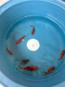 金魚(yú)草金魚(yú)觀(guān)賞魚(yú)冷水好養耐活小魚(yú)苗錦鯉 5-7cm 紅草金買(mǎi)3條送3條（加備損） 曬單實(shí)拍圖