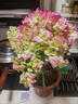 三角梅盆栽帶花劍樹(shù)苗室內陽(yáng)臺重瓣飄枝垂絲老樁四季開(kāi)花爬藤花卉 【帶花發(fā)貨 收到即賞】綠櫻老樁大苗 45-50cm左右（原盆帶土發(fā)貨） 曬單實(shí)拍圖