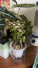 花翁花卉盆栽綠植【四季開(kāi)花3盆】梔子花+金枝+虎刺梅源頭直發(fā) 曬單實(shí)拍圖