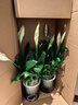 水培白掌一帆風(fēng)順盆栽帶花室內(nèi)客廳植物四季常青好養(yǎng)活新家綠植 A級(jí)白掌+繁星吸水盆 曬單實(shí)拍圖