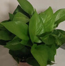 綠有意綠蘿盆栽室內植物花卉綠植水培長(cháng)藤垂吊大葉綠籮新房家用吸除甲醛 120原盆儲水綠蘿10盆+壺+10肥 帶盆帶土發(fā)貨 曬單實(shí)拍圖
