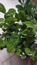 茉莉花盆栽帶花苞室內(nèi)客廳水培梔子花苗陽臺四季濃香驅(qū)蚊花卉植物 【花期帶花】茉莉花6年苗5-7棵（無盆） 曬單實拍圖