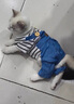 阿莫爾狗狗衣服秋冬款可牽引四腳背帶褲泰迪比熊博美小型犬寵物貓咪服裝 藍(lán)色【可牽引】 XXL(建議13-17斤參考胸圍背長(zhǎng)) 曬單實(shí)拍圖