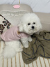 貓咪衣服防掉毛貓咪狗狗衣服保暖寵物衣服幼貓中小型犬春秋衣服 粉色熊熊頭(XL碼建議8-12斤) 曬單實(shí)拍圖