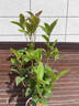 桂花樹(shù)苗盆栽室內四季桂花卉植物金桂丹桂庭院大樹(shù)濃香型綠植開(kāi)花 四季桂花高50cm左右【原土球發(fā)貨】 曬單實(shí)拍圖