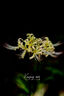 MEKE美科 85mmf1.8全畫(huà)幅自動(dòng)對焦鏡頭靜音馬達定焦鏡頭適用微單E卡口，X卡口，Z卡口 佳能EF卡口（DC馬達） 曬單實(shí)拍圖