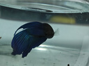 好養易活漂亮進(jìn)口寵物泰國斗魚(yú)活體觀(guān)賞魚(yú)淡水熱帶魚(yú)小型半月活魚(yú) 精品馬尾公1條 曬單實(shí)拍圖