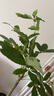 植男植女發(fā)財樹大型盆栽客廳室內(nèi)真綠植辦公室開業(yè)送禮獨桿招財樹源頭直發(fā) 曬單實拍圖