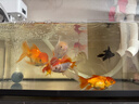 sobo松寶 魚(yú)缸自動(dòng)喂食器小型魚(yú)食投食器魚(yú)糧魚(yú)飼料智能喂魚(yú)器WIFI款 曬單實(shí)拍圖