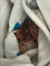 屋頂放飛  三年黃皮土鴿 散養  鴿子肉新鮮 乳鴿老鴿 活體現殺 散養土鴿子3只帶頭帶爪送料包 曬單實(shí)拍圖