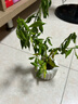 八芽小葉梔子花盆栽開(kāi)花植物室內桌面茶幾好養花卉綠植辦公室凈化空氣 小葉梔子花-陶瓷豎紋盆 帶盆栽好 曬單實(shí)拍圖